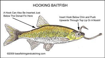 Best Live Bait For Bass - Fisherman Advisor